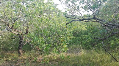 Photos of Dissanayaka Estate