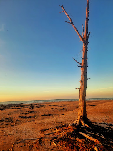 Lee Point Shorebird statues - Thumbnail