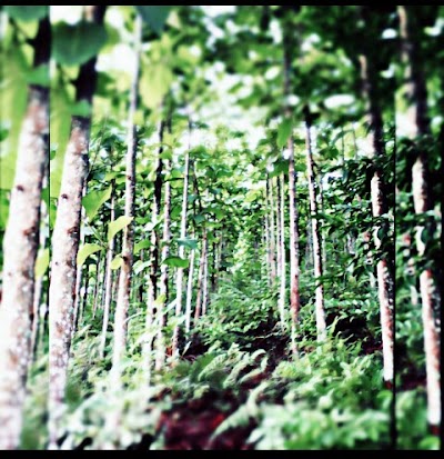 Photos of Logba Tota