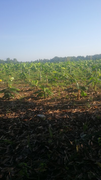 Photos of Finca Las Vegas, Tiquisate Escuintla.
