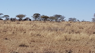 Photos of Botsalano Game Reserve