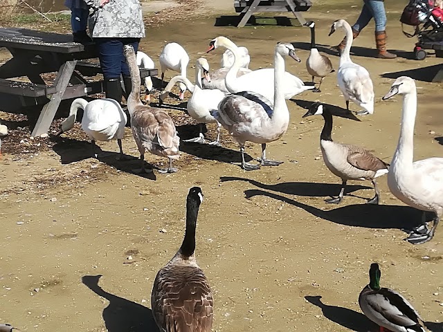 Attenborough Nature Reserve