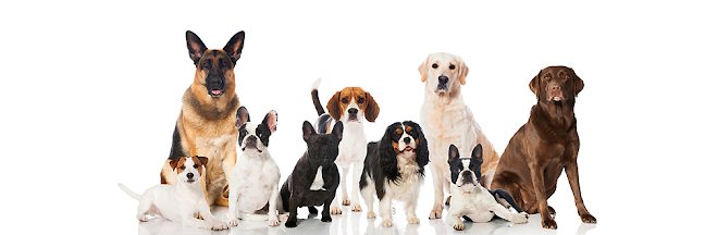 Πανελλήνιος Σύλλογος Εκπαιδευτών Σκύλων (ΠΑ.Σ.ΕΚ.Σ) - Παλλήνη