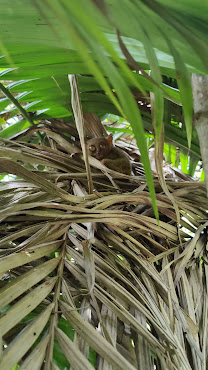 Philippine Tarsier Sanctuary by null
