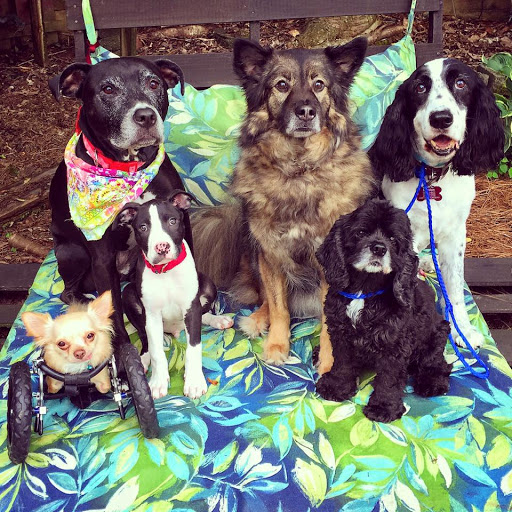 Duluth Animal Hospital