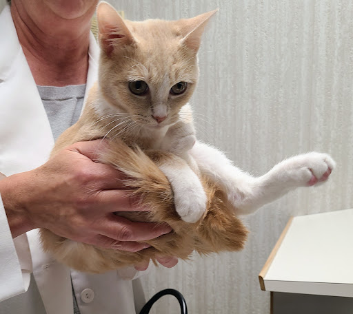 Park Pet Hospital