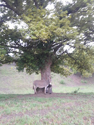 Photo n°15 de Ferme Berhondoa, Darrieumerlou, Herri Lan savons & cosmétiques au lait d'ânesse à Gabat (Ferme)