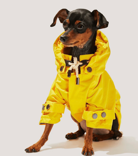 Le Chien Bleu NY pet boutique