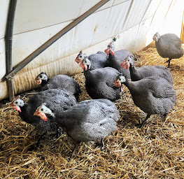 Photo n°2 de Volailles Martinez à Saint-Geniès-de-Comolas (Élevage de volailles)