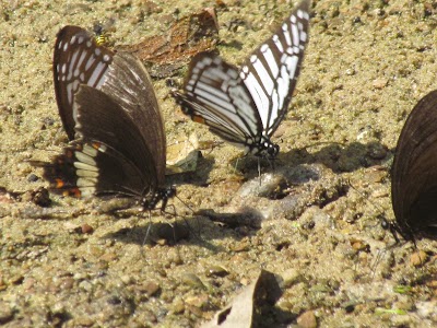 Photos of Rajkandi Reserve Forest
