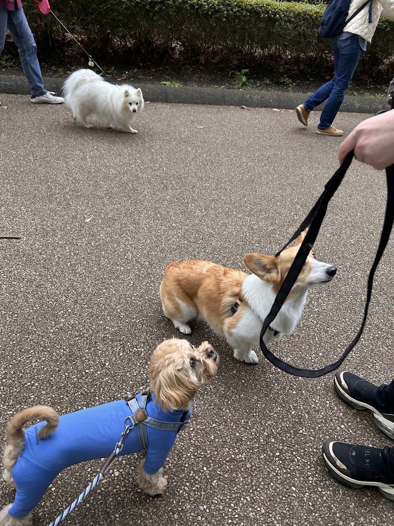 LIV DOG Training & Care