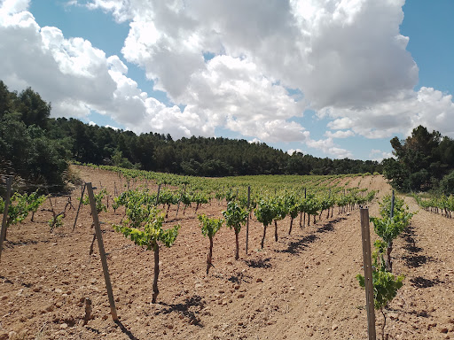 Bodegas Figueroa | Bodega en Colmenar de Oreja (Madrid) - Thumbnail
