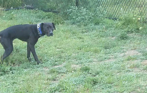 Fitchburg Dog Park Gallery - United States