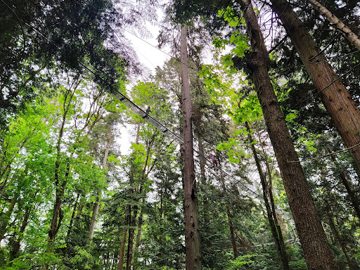 Greenheart TreeWalk Gallery - Canada