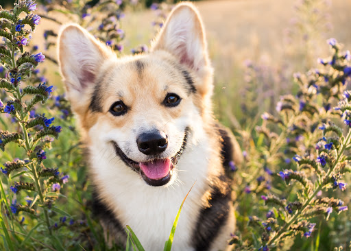 Urban Tails: At Home Veterinary Care - Thumbnail
