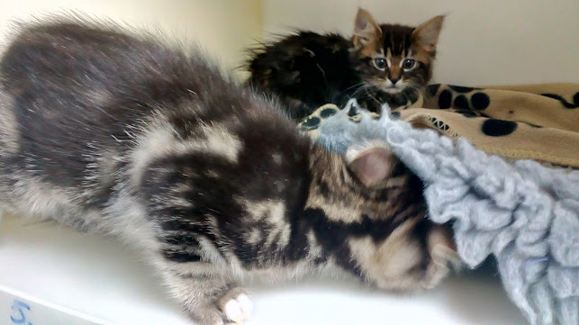 St Clement Veterinary Clinic - Veterinarian