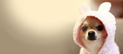 Photos of Governor's Choice Animal Hospital Inc