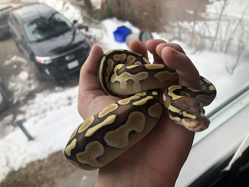 Rose Pythons - Visual