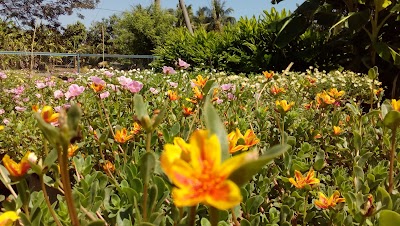 Along Mazni Garden