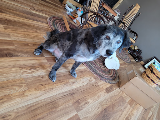 Cozy Critter Campground Kennel