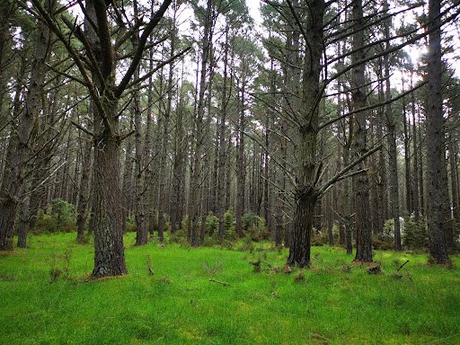 Waiuku Forest - Thumbnail