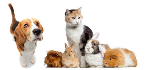 CVCA Cardiac Care For Pets