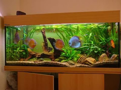 Photos of Acuario Atlantis