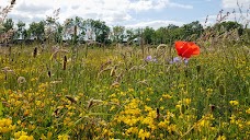 Trumpington Meadows Nature Reserve cambridge