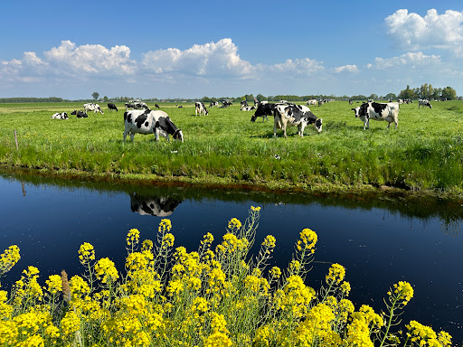 Uitkijkpunt Lytse Wiid Gallery - Netherlands