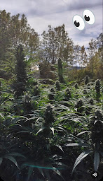 Photo n°18 de CBD serres à Serres (Magasin de cannabis)