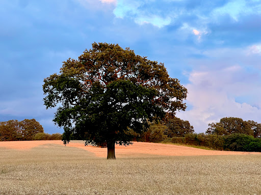 Footpath to Haunchwood Park Drive (N57) - Thumbnail