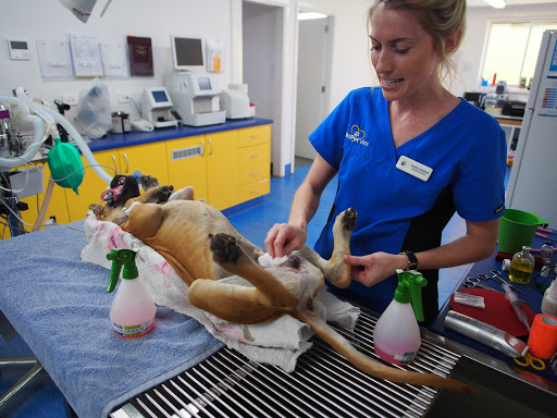 Wellpet St Clair Animal Hospital Gallery - Australia