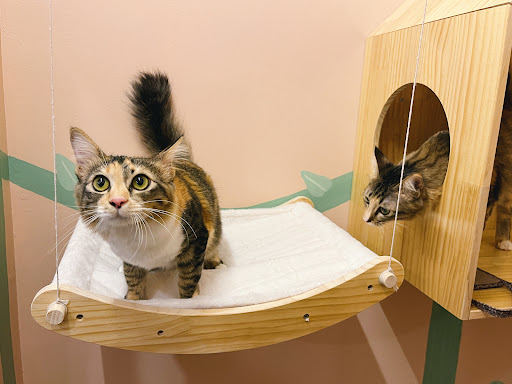 Camp Kitty, Iskandar Puteri Johor Bahru • Cat Hotel, Grooming & Pet Shop