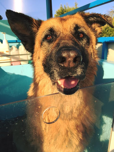 Aussie Pooch Mobile Dog Wash Dapto