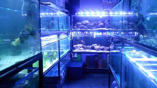 Acuario African Cichlids - Thumbnail