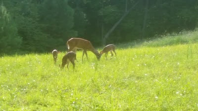 Photos of McKinney Campground