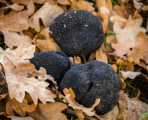 Tartufo del Molise - Thumbnail
