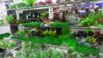 Photos of Wizard Aquarium
