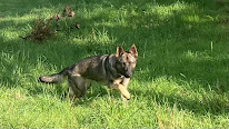 Des Moustiques du Ried élevage berger allemand gris à Beinheim