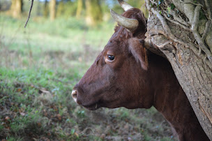 Photo n°28 de Le chant des Armoricaines à Saint-Connan (Marché alimentaire)