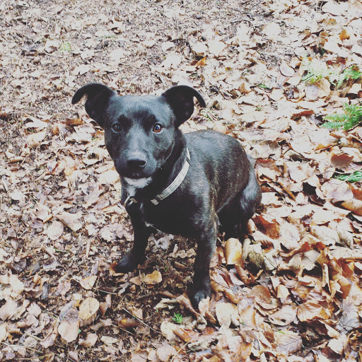 Anne's Animal Care Services - Thumbnail