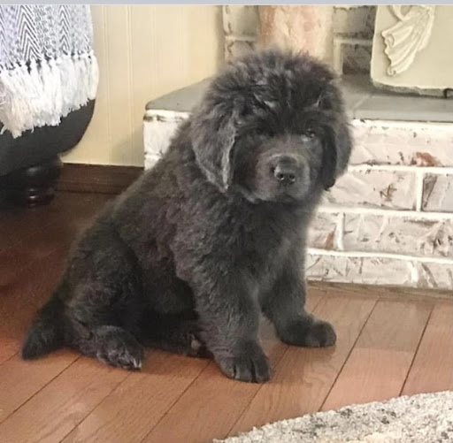 Duck Creek Newfoundland Pup Farm