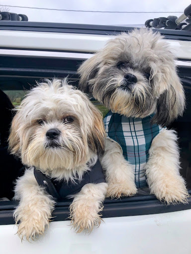 Extraordinary Puppies - Thumbnail