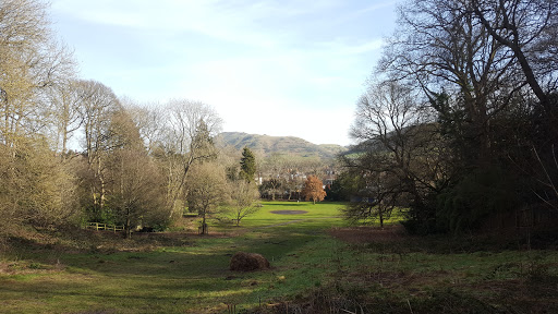 Rectory Wood - Visual