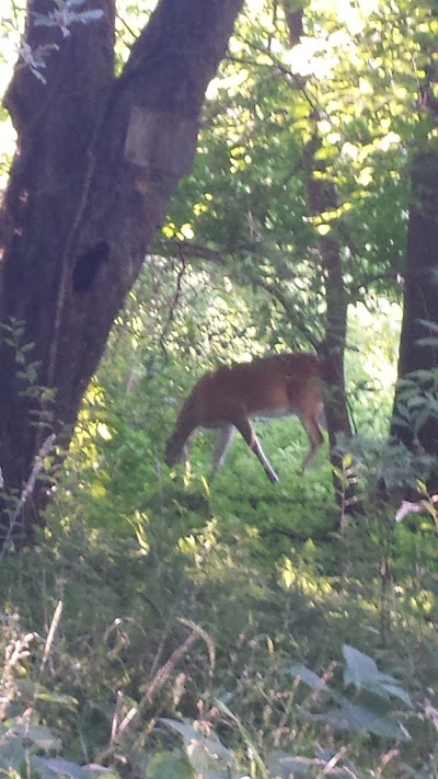Photos of Salmon Run Campground