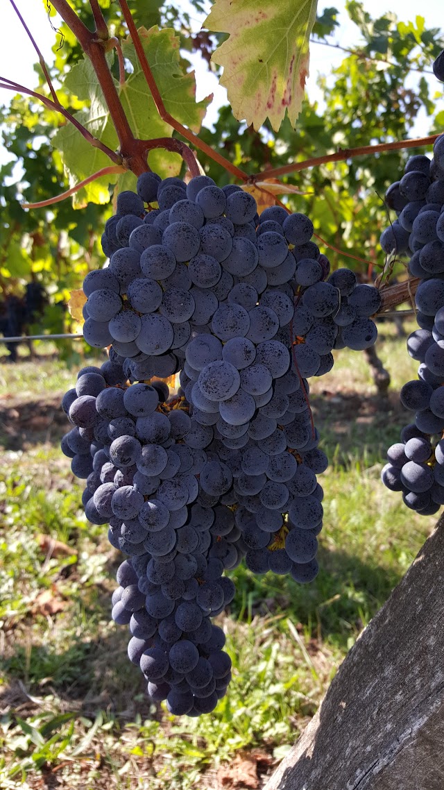 vignoble des verdots