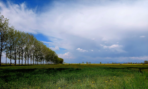 Riserva naturale Naviglio di Melotta Logo