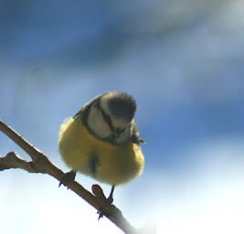 Photo n°11 de UPUPA Birdwatching à Rustrel (Circuit de randonnée)