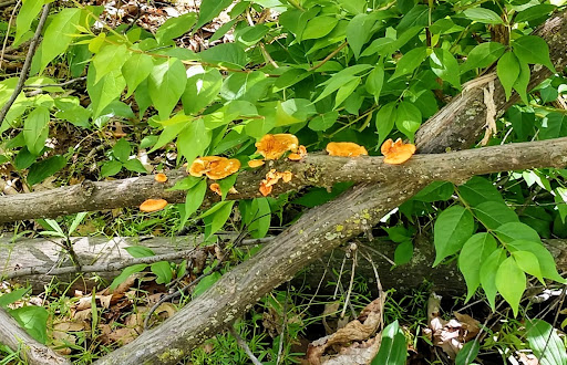 Boulder Park