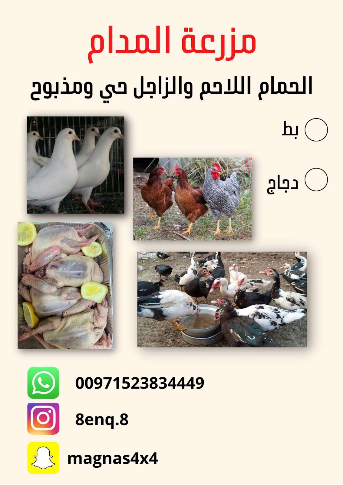 مزرعة المدام للدواجن والحمام اللاحم - صورة 2